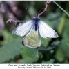 pieris napi1copula